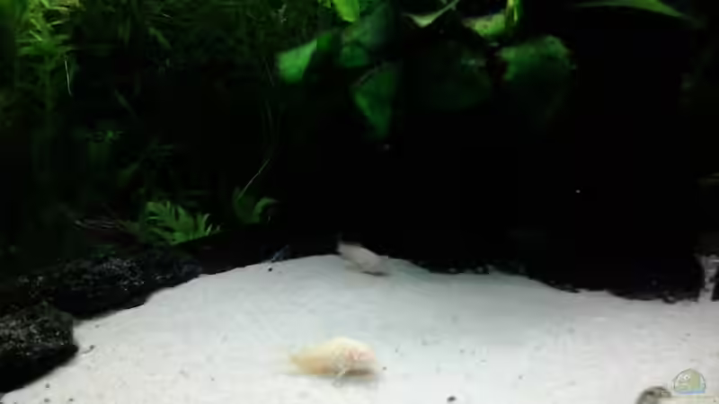 20.12.2013 Corydoras albino von Jody Wynn (27)