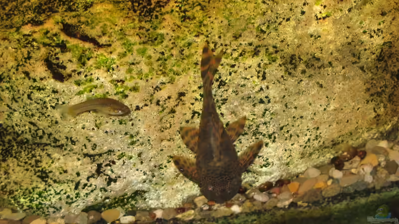 20.12.2013 definitiv l147( im ´Kopfstand´) von der Theoretiker (91)