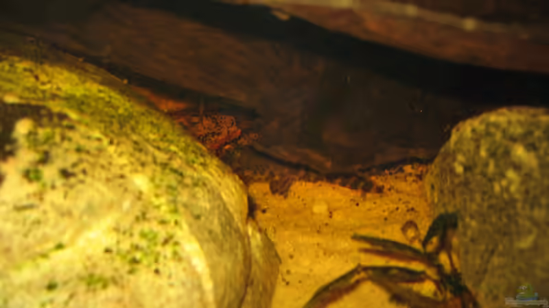 20.12.2013 l147 inter Mangrove rechts von der Theoretiker (94)