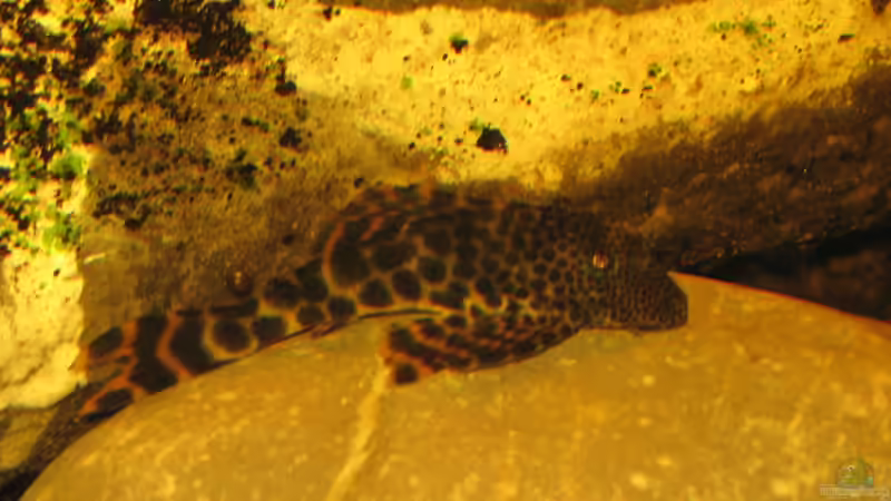 20.12.2013 l147 oder l75? von der Theoretiker (93)