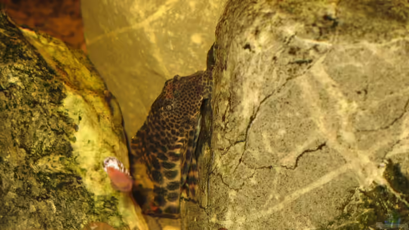 20.12.2013 l147 oder vielleicht doch l075? von der Theoretiker (92)