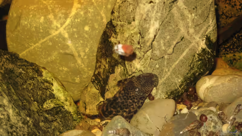 20.12.2013 von der Theoretiker (29)