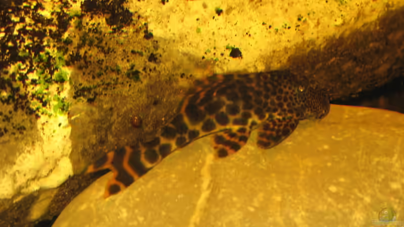 20.12.2013 von der Theoretiker (95)