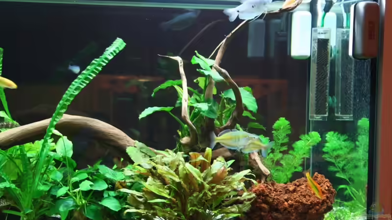 20.2.2011 von hirschjäger (24)