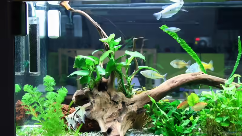 20.2.2011 von hirschjäger (25)