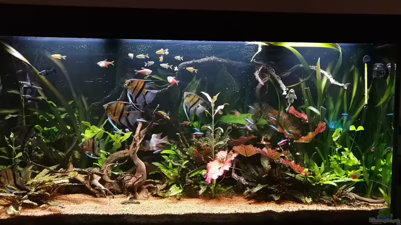 20-25 Neons, 10-15 Kupfersalmler, 10 Roter von Rio, 8 Skalare, 1 Paar Elliots Buntbarsche von Ralf Bercke (27)