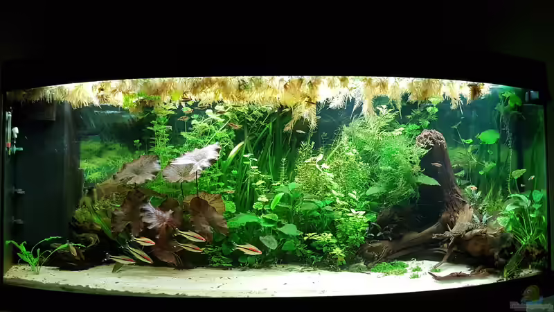 20.3.2019 von Mark1234 (3)