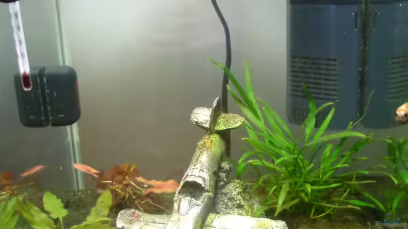 20 iter Cbe von garnelenhobby (2)