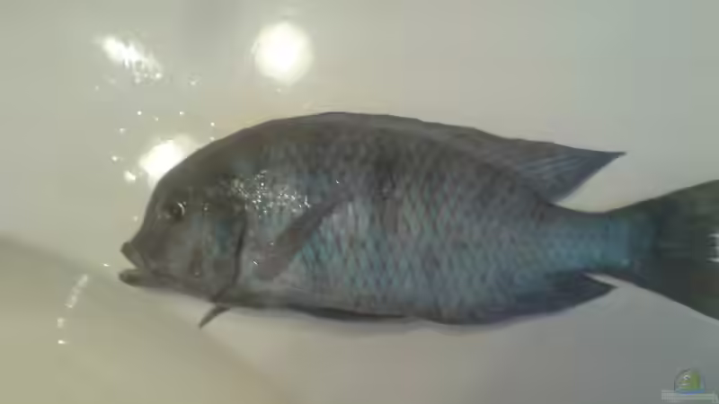 20 jahr alter Cyrtocara Moorii leider gestorben von Johannes Krieger (14)