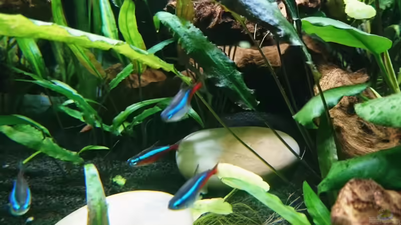 20 Neon Salmler von Helene (26)