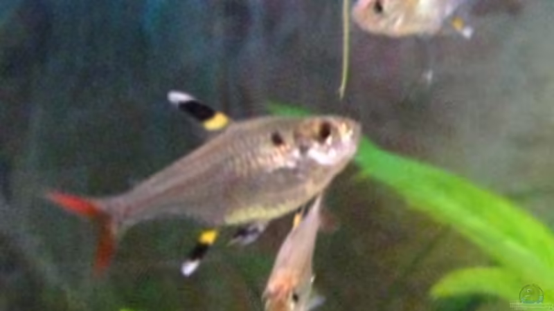 20 Sternflecksalmler von DanBri (31)