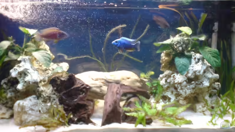 200 Liter Becken März 08 von Dommsel (3)