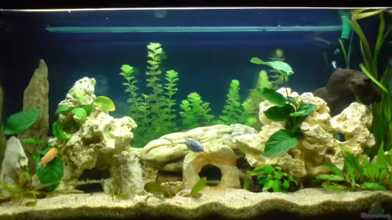 200 Liter Becken November 07 von Dommsel (2)