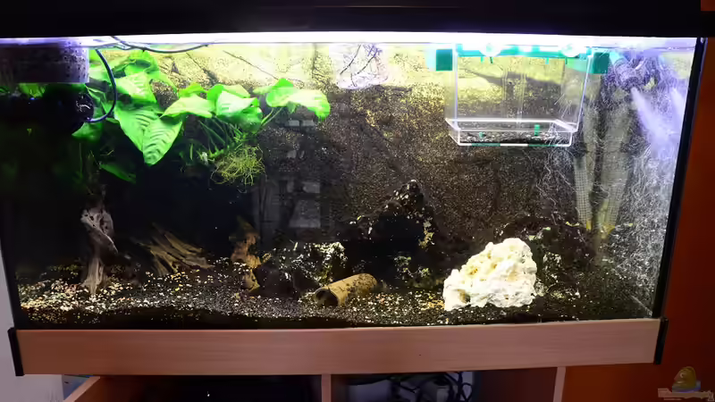 200 Liter Mittelamerikabecken von Gallius (1)