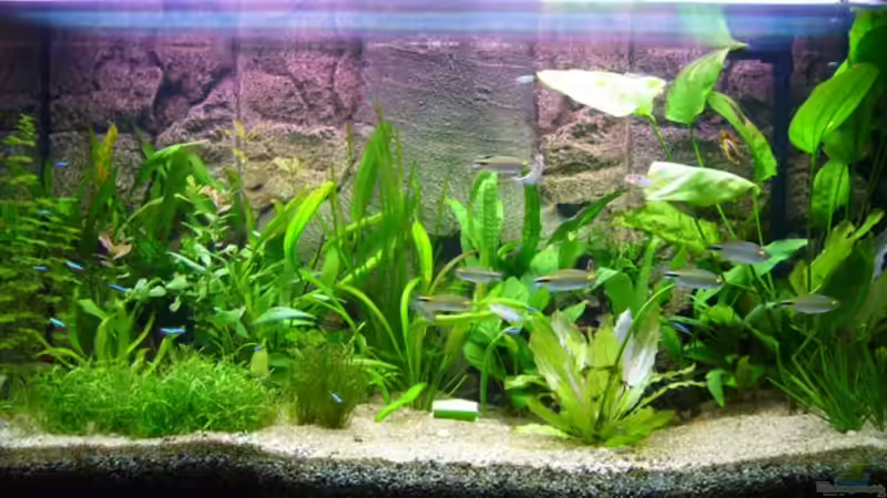 2007.11.29 von Gerhard Kittel (3)