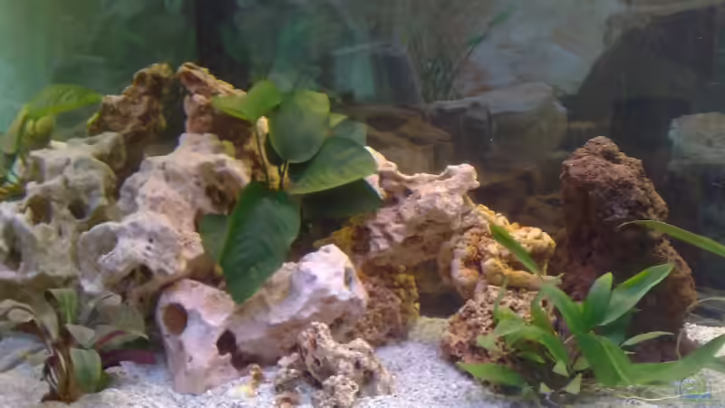 2008 von Stefan Mischler (12)