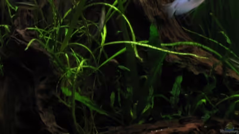 20080516_0068_links von Raphael (4)