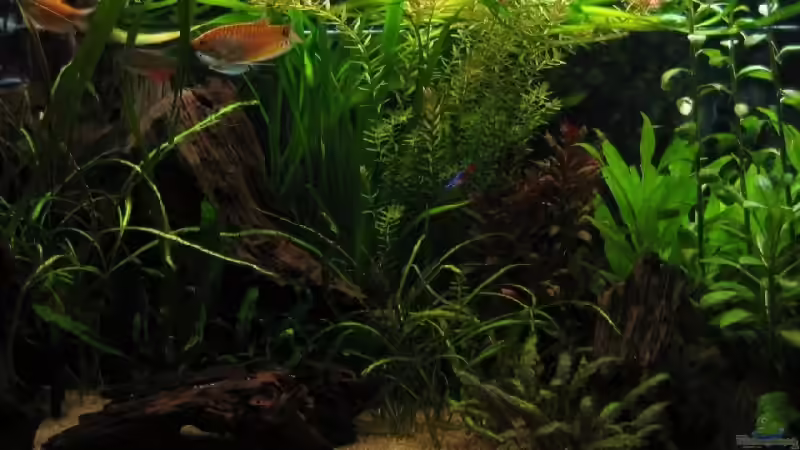 20080516_0094_mittig von Raphael (5)