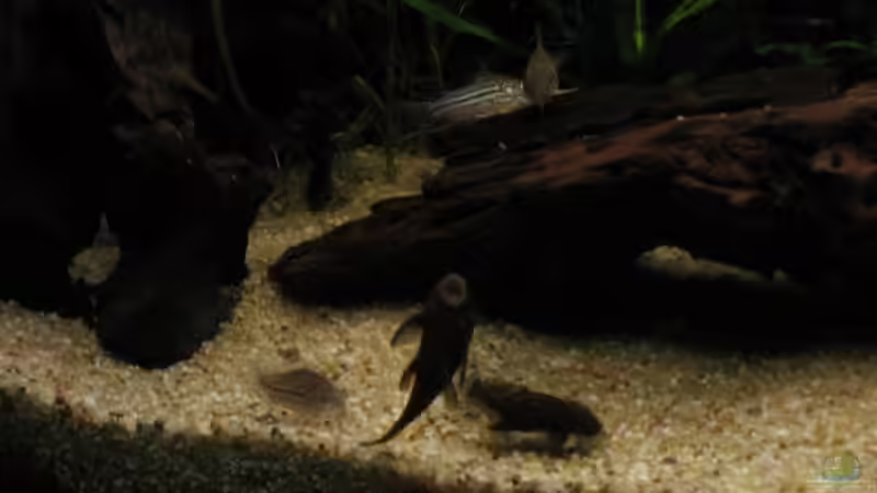 20080516_0161_vorne_links von Raphael (13)