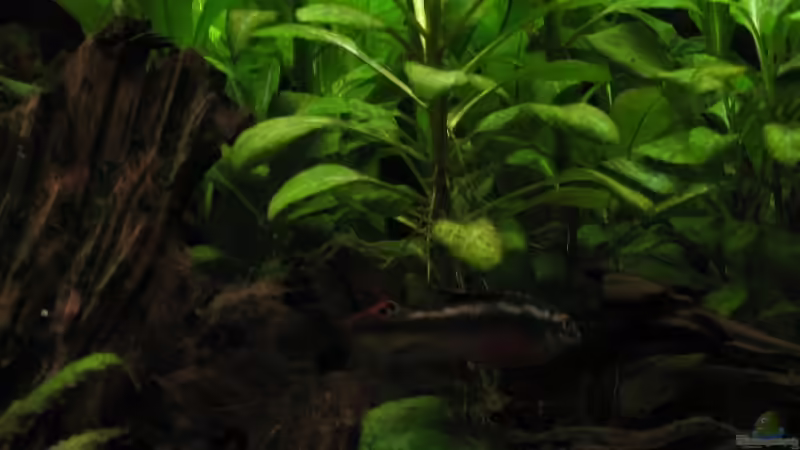 20080516_0180_vorne_rechts von Raphael (9)