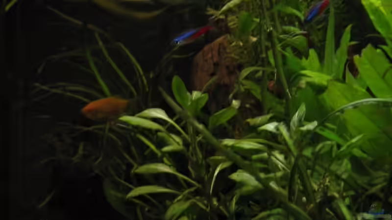 20080516_0195_von _der_seite von Raphael (10)