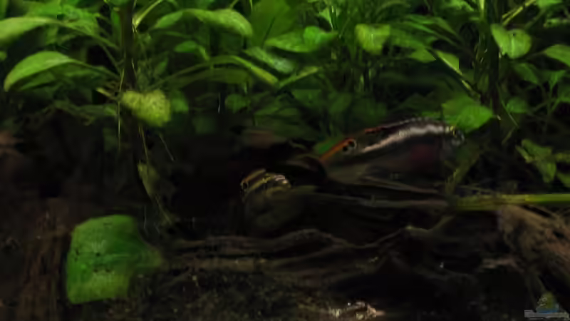 20080516_0234_rechts von Raphael (12)