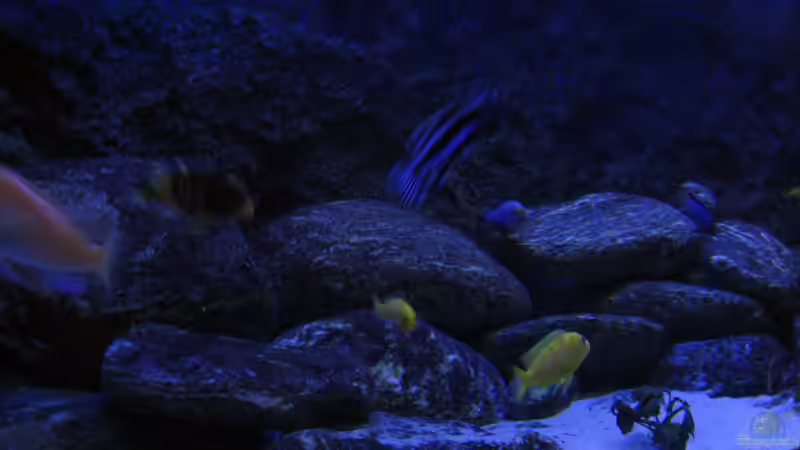 2009 - Unterwasserlandschaft aus dem Malawi :) von tenebroso (2)