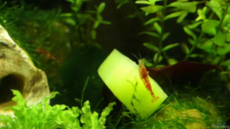 2009: leckere Gurke von Bunter Fisch (22)