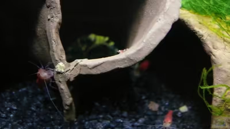 2009: Nachwuchs im Anmarsch von Bunter Fisch (24)