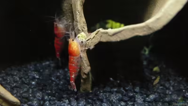 2009 von Bunter Fisch (21)