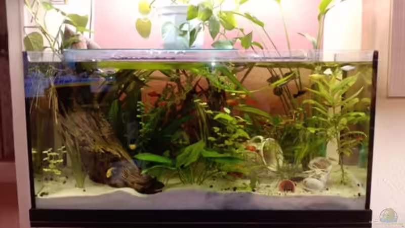 200L Becken von Ronny Lehmann (2)