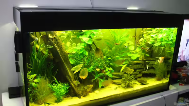 200l Gesellschaftsbecken von Gartengestalter (3)