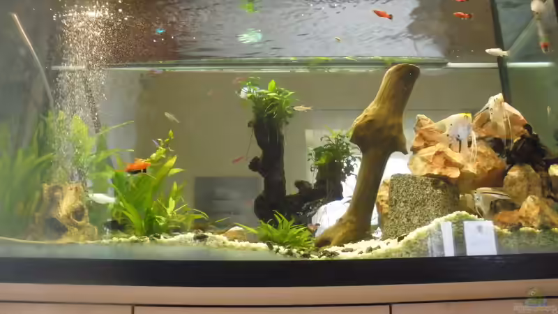 200l Gesellschaftsbecken