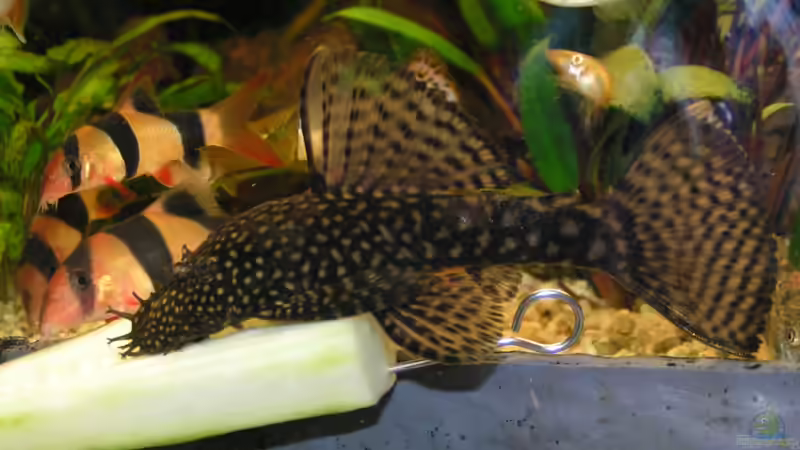 2010 - Ein Teil der ehemaligen Bewohner von Peggy (35)