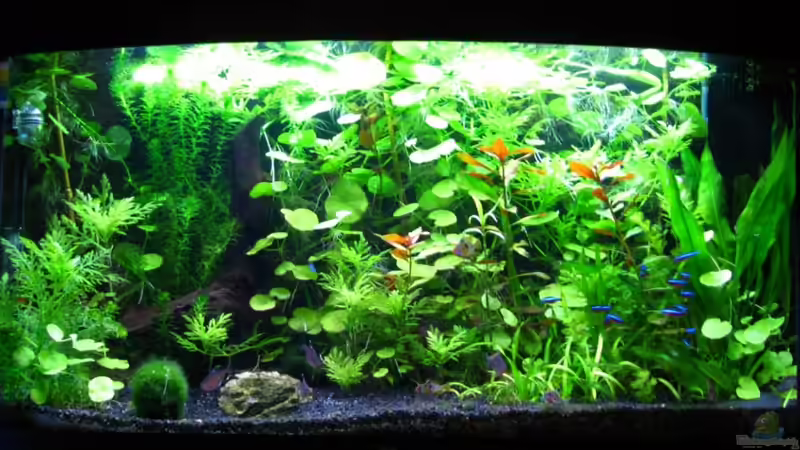 2010-03-29 von ZYX82 (4)