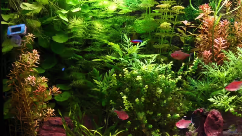 2010-07-08 von ZYX82 (10)