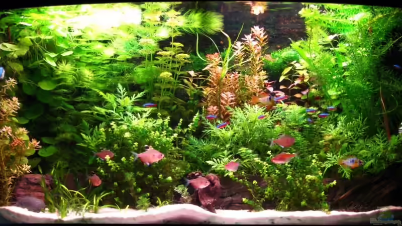 2010-07-08 von ZYX82 (7)