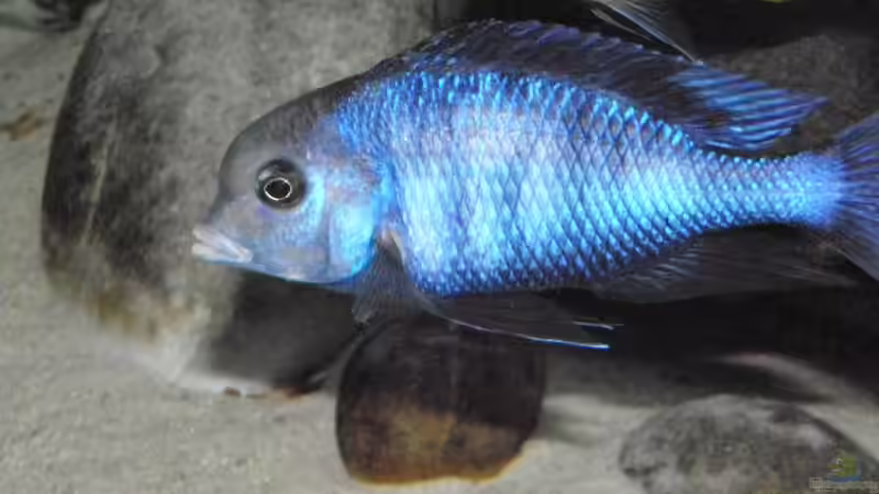 2010 von Dominik Steigewald (27)