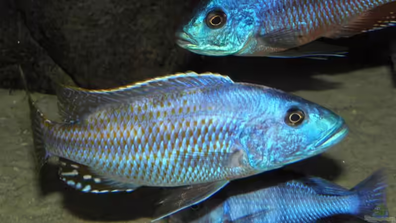 2010 von Dominik Steigewald (28)