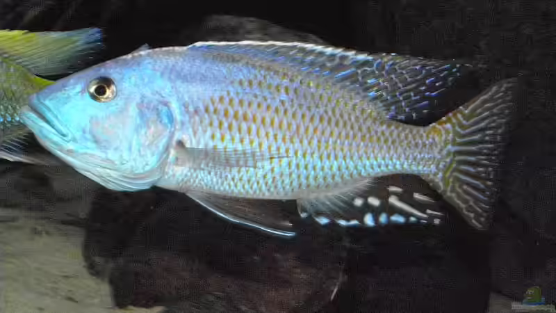 2010 von Dominik Steigewald (29)