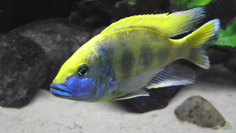 2010 von Dominik Steigewald (30)