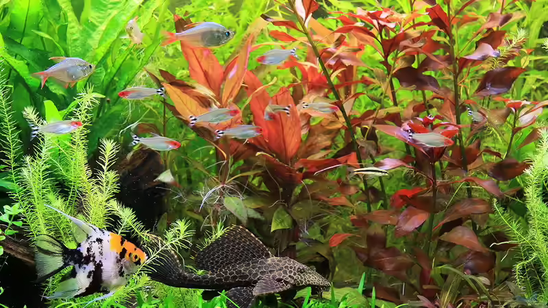 2010 von Ralf64 (77)