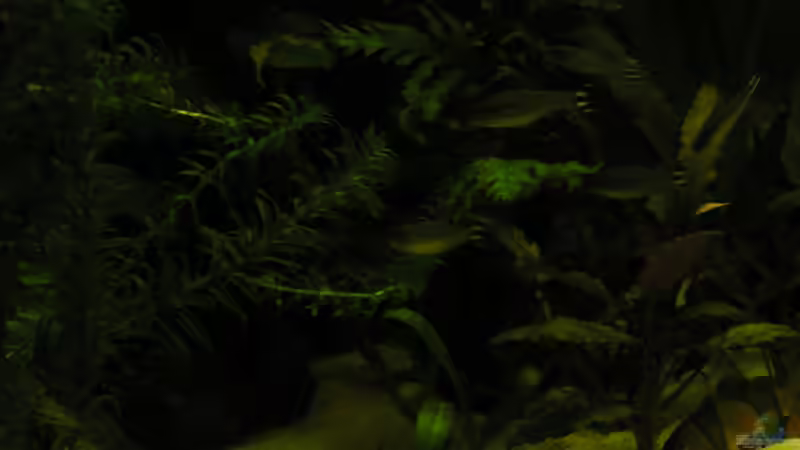 2011 - Schmerle steht in der Strömung der extra dafür eingebauten Pumpe von Peggy (37)