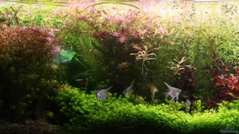 2011-01-15 von haimik (7)