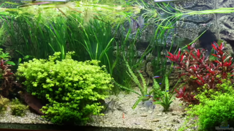 2011-01-30 von haimik (9)