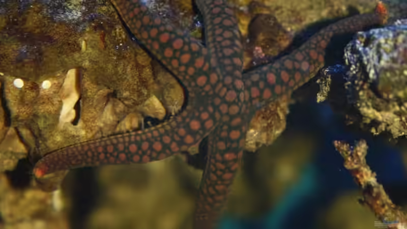 2011.02 von Stephan Ascher (59)