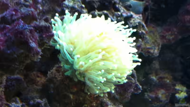 2011.03.21 von Stephan Ascher (25)