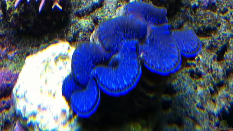 2011.03.21 von Stephan Ascher (58)