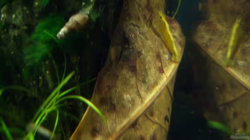 2011-11-10 von Schratze (32)