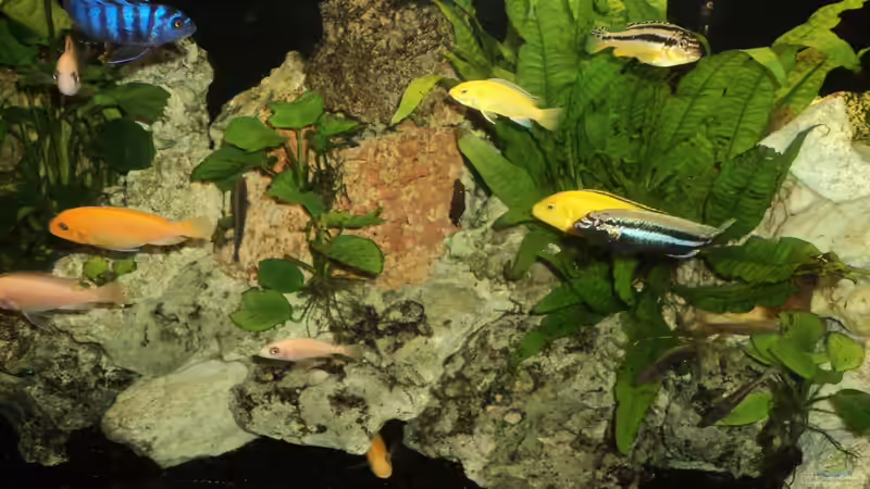 2011 alte Einrichtung von Malawiwelt (14)